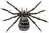 Spooky Season Eight-Legged Full Black Spider Brooch Pin with Red Eyes...