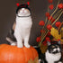 Hying Cats Halloween Demon Hat for Dogs Pet, Adjustable Cute Black Pet Devil Cap for Halloween Cosplay Costume Puppy Kitten Party Dress Up Accesso...