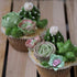 Succulent Fondant Molds Succulent Plant Cake Decorating Silicone Mold For Cake Decoration Cupcake Topper Chocolate Candy Gum Paste Polymer Clay...