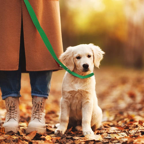 6 Packs Slip Lead Dog Leash, Durable and Comfortable for Cats, Dogs and Other Small Animals...