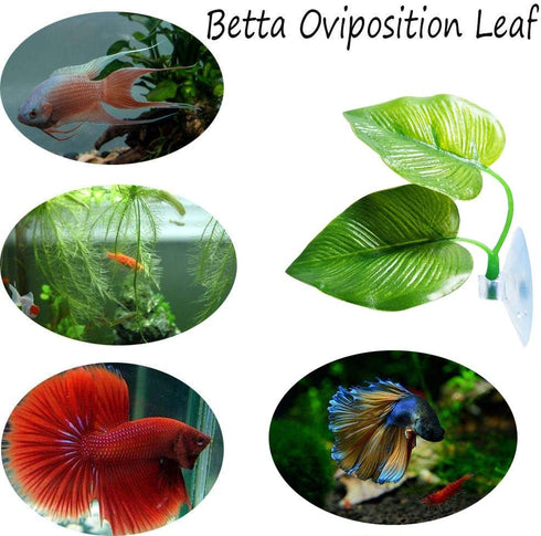 3 Pack Betta Fish Leaf Pad Improves Betta's Health by Simulating The Natural Habitat - Natural, Organic, Comfortable Rest Area for Fish Aquarium...