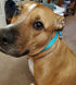 Reflective Slip Collar, Soft Nylon Training Choke Collar for Dogs in Green 22", Wide 1"(Suitable for Dog Weight Around 39-60 pounds)...