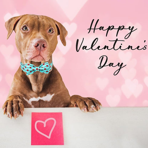 Valentine's Day Dog Collar with Bow Tie,Green Love Heart Signal Male Dog Collar with Safety Metal Buckle Adjustable Puppy Collars for Small Medium...