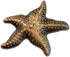 PinMart's Starfish Lapel Pin on Starfish Story Card Make A Profound Difference Gift...