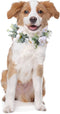 Dog Wedding Flower Collar Dog Wedding Attire Wreath Bow, for Weddings Flower Ring Pets Cats and Dog, Pet Photo Prop (White, Fresh, Medium)...