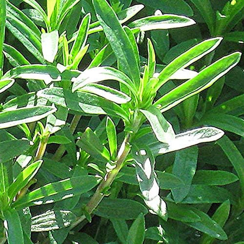 Seeds Sweet Summer Savory Medicinal Heirloom Herbs Non GMO for Planting...
