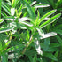 Seeds Sweet Summer Savory Medicinal Heirloom Herbs Non GMO for Planting...