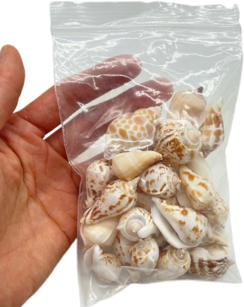 105g Hermit Crab Shells,White Yellow Natural Sea Conch Size30mm-40mm,Turbo Seashells for Hermit Crab Supplies and Beach Decoration Large Sea Shel,...