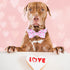 Lionheart glory Dog Bow Collar Valentine's Day Dog Collar for Small Dogs, pink Dog Collar with Bowtie Spring Dog Collar Pet Collar Bows...
