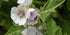 Seeds Marshmallow (Althaea officinalis) Medicinal Perennial Herbs for Planting Heirloom Non GMO...