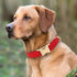 PET ARTIST Soft & Comfy Girl Dog Collars, Bright & Classic Christmas Red Dog Collar Leather for Medium Dogs, Durable & Heavy Duty Nylon Dog Collar...