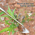 Garden Weeder Hand Tool,Ergonomic Weeding Tools,Stainless Steel Base Easy Weed Removal and Deeper Digging for Planting and Weeding V (Stainless St...