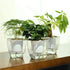 Self Watering Planter , FENGZHITAO African Violet Pots, Clear Plastic Automatic-Watering Planter Flower Pot Square Plant Pot for All House Plants,...