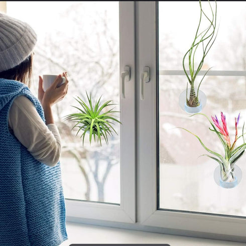 40 Pack Air Plant Stand Holder Tillandsia Airplant Container with Suction Cup Tabletop Planter Display Racks for Hanging Tillandsia House Plants...