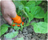 Fruit and Vegetable Picking Potted Plants Trim Silicone Thumb Knife Set Picking Portable Knife Garden Tools (1)...