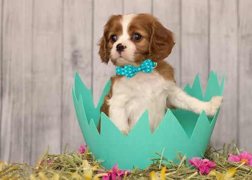 ARING PET Easter Dog Collar-Adorable Chick Dog Collar with Bow, Adjustable Bowtie Dog Collar Pet Collars with Metal Buckle...