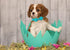 ARING PET Easter Dog Collar-Adorable Chick Dog Collar with Bow, Adjustable Bowtie Dog Collar Pet Collars with Metal Buckle...