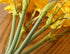 Artificial Daffodils Flowers Fake Spring Flower Silk Flower Arrangement for Home Wedding Table Decor 15.8 Inches, Yellow...