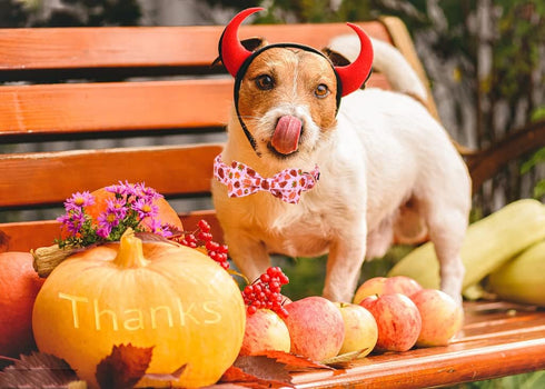 ARING PET Fall Dog Collar Bowtie, Cute Thanksgiving Turkey Dog Collar with Bow, Cotton Maple Leaf Rugby Dog Collar with Metal Buckle for Small Med...