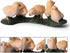 Farm Animals Figurines, 5 Piece Simulated Farm Chicken Animal Toy Statue Realistic Chicken Farm Animals Figurines Cake Topper Toy Set, Chicken Mod...