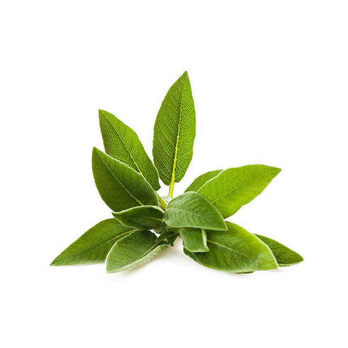 Biokoma Pure and Organic Sage Dried Leaves 50g (1.76oz) In Resealable Moisture Proof Pouch, USDA Certified Organic - Herbal Tea, No Additives, No ...