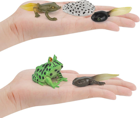 Fantarea Frog Animal Life Cycle Model Figure 5 PCS Horned Frog Growth Model Classroom Accessories Party Decoration Educational Development Toys fo...