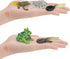 Fantarea Frog Animal Life Cycle Model Figure 5 PCS Horned Frog Growth Model Classroom Accessories Party Decoration Educational Development Toys fo...
