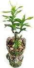 Funny Planter Head Planter with Drainage Hole Resin Plant Pot Pencil Holder Desk Storage(Mustache Man)...