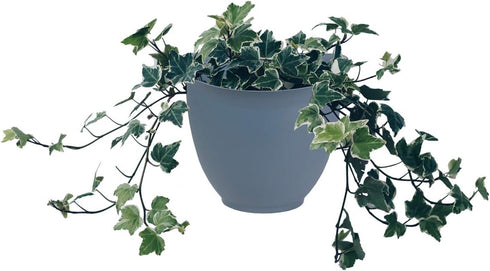 The HC Companies 8 Inch Garden Wall Planter - Plastic Hanging Plant Pot for Indoor Outdoor Flowers, Herbs, Slate Blue...