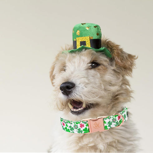 Elegant little tail Dog Collar, Green Clover Pet Collar Dog Collar, St Patrick's Day Dog Collar, Holiday Pet Collar Cute Puppy Collar Adjustable P...