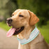 Bling Rhinestone Dog Collar Soft Comfortable Stylish Dog Collar with Bright Reflective Stripe Premium Adjustable Diamond Crystal Pet Collar for Sm...
