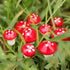 Cute Resin Craft Decoration Mushroom Fairy Garden Miniatures Accessories (pack of 50)...