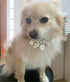Dog Pearl Collars Princess Bow Necklace Pet Pearl Necklace DogCute Collar Puppy Accessories Cat Jewelry Pearl Neck Strap for Dog Cat (M)...