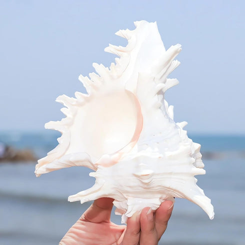 5.5‘’ to 6.3‘’ Large Natural Conch Shell Fish Tank Hideout Fish Tank House Natural Conch sea Shells for Fish Tank,Air Plant,Home Decorations,DIY C...