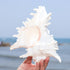 5.5‘’ to 6.3‘’ Large Natural Conch Shell Fish Tank Hideout Fish Tank House Natural Conch sea Shells for Fish Tank,Air Plant,Home Decorations,DIY C...