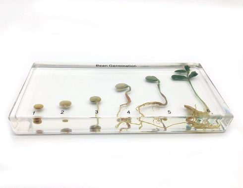 Bean Germination in Acrylic Block Lifecyle of Bean Biology Science Classroom Specimens (Bean Germination)...