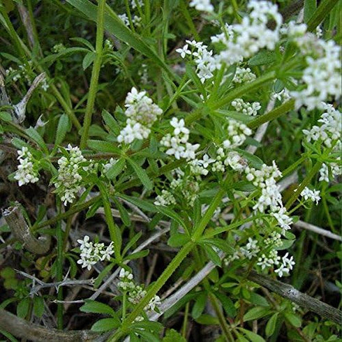 Cleavers Seeds (Galium aparine) Packet of 20 Seeds...