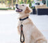 Short Dog Leash, 12 Inch Rope Traffic Handle Leash, 1/2" Strong Nylon Dog Training Tab for Medium/Large/Ex-Large Dogs Outdoor Walking, Red...