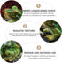 2pcs Mini Frog Statues Miniature Resin Frogs Small Frog Figurine Animal Sculpture Artificial Frog Statue for Garden Yard Micro Fairy Garden Orname...