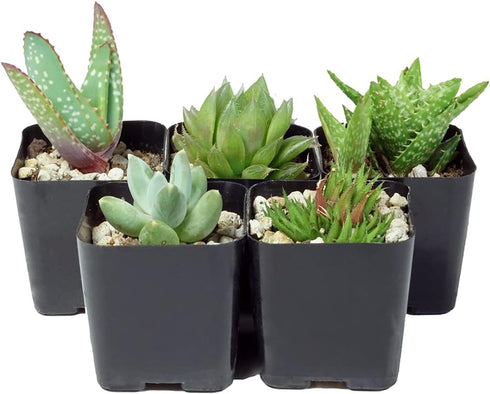The Hydroponic City Black Square Flower Nursery Pots for Starting Seedlings, Succulents, or Cacti - 2" x 2", Pack of 10 + 5 THCity Stakes...