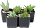 The Hydroponic City Black Square Flower Nursery Pots for Starting Seedlings, Succulents, or Cacti - 2" x 2", Pack of 10 + 5 THCity Stakes...