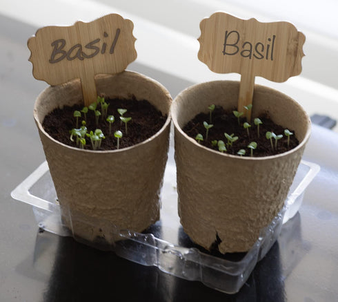 Organic Basil Seeds - Genovese - Ocimum basilicum - Seeds for Planting, 1550+mg - 860+ Herb Seeds, Indoor or Outdoor Growing, Heirloom, Non-GMO...