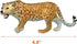 Gemini&Genius Jaguar Toys, Safari Animal Cheetah Toys, Leopard Family Playset Figures, Wildlife World Models, Birthday Cake Toppers or Gifts for K...
