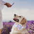 Lionheart Glory Dog Collar, Purple Dog Collar with Flower, Cute Floral Pattern Pet Collar Adjustable Dog Collar for Large Dogs...