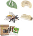 Bee Growth Life Cycle Insect Life Cycle Figurines of Bee, Bee Figurine Model Set with 4 Instruction Cards, Realistic Animal Growth Cycle Model, Ed...