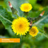 Herb Pharm Dandelion Alcohol-Free 1 oz Liquid...