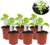 100 Pcs 4" Plastic Seedlings Plants Nursery Pots with 100 Pcs Waterproof Plastic Plant Tags and 2Pcs/Set Transplanting Digging Mini Tools...
