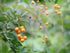 Food to Live Organic Golden Berries, 8 Ounces Non-GMO, Whole Dried Berries, Unwseetened, Sulfite-Free, Kosher, Vegan, Bulk. Rich in Vitamin A. Sof...