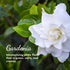 Herb & Root Gardenia Perfume for Women | Single Note Fragrance...