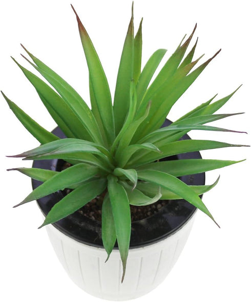 LJY 2 Pieces Realistic Artificial Faux Succulent Yucca Vera Greenhouse Small Plants Unpotted for Home Garden Decoration (Spring Green)...